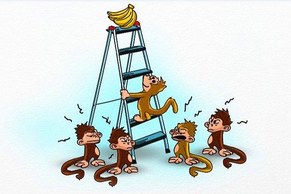 7. Bunun ardından, araştırmacılar bir maymunu daha değiştirmiş ve aynı şey olmuş. Daha önce gelen maymun da arkadaşlarına katılmış ve yeni geleni cezalandırmış.