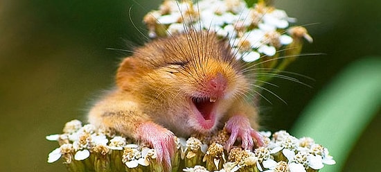 25 фото "улыбак" из животного мира: хорошее настроение обеспечено