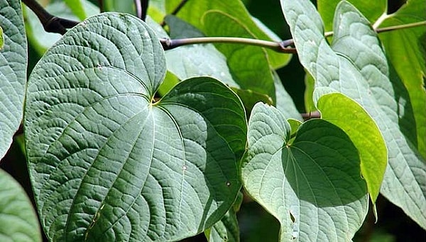 12. Все травы натуральные и значит они безвредны