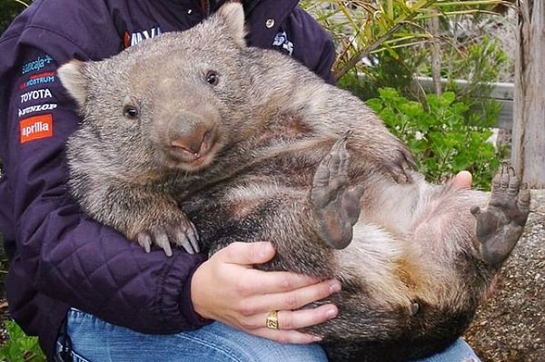 1. Вомбат - один из них.