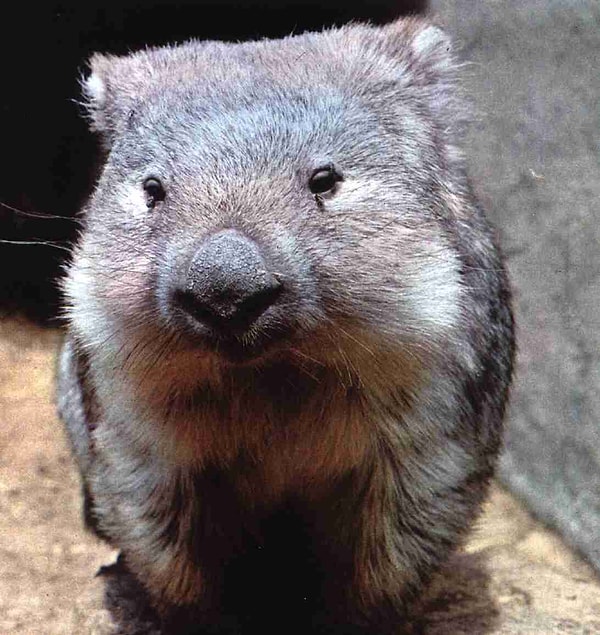 2. Их длина достигает 130 сантиметров, а вес - 45 килограммов.