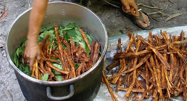 Peru ve Brezilya'da yetişen Ayahuasca, şamanlar tarafından toplanıp çay gibi kaynatılıyor ardından da bazı başka bitkilerle karıştırılıyor.