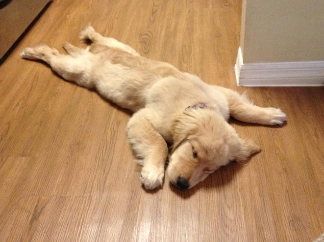 12. It is always more relaxing to look at animal photos rather than people's photos.