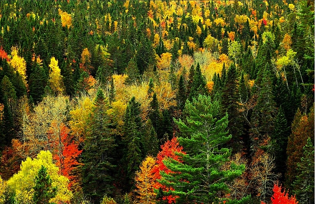 14. An average adult tree absorbs around 2.3 kg carbon dioxide per hour, and produces 1.7 kg oxygen with photosynthesis.
