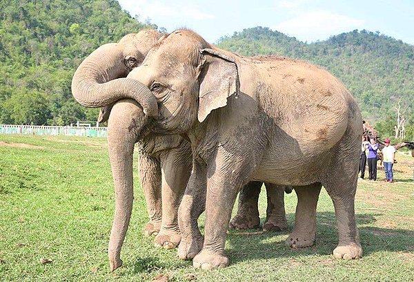 Birkaç gün önce Mae Perm adındaki oldukça yaşlı fil, kör olan en yakın arkadaşı Jokia'yı sonsuza kadar onsuz bırakarak hayata veda etti.