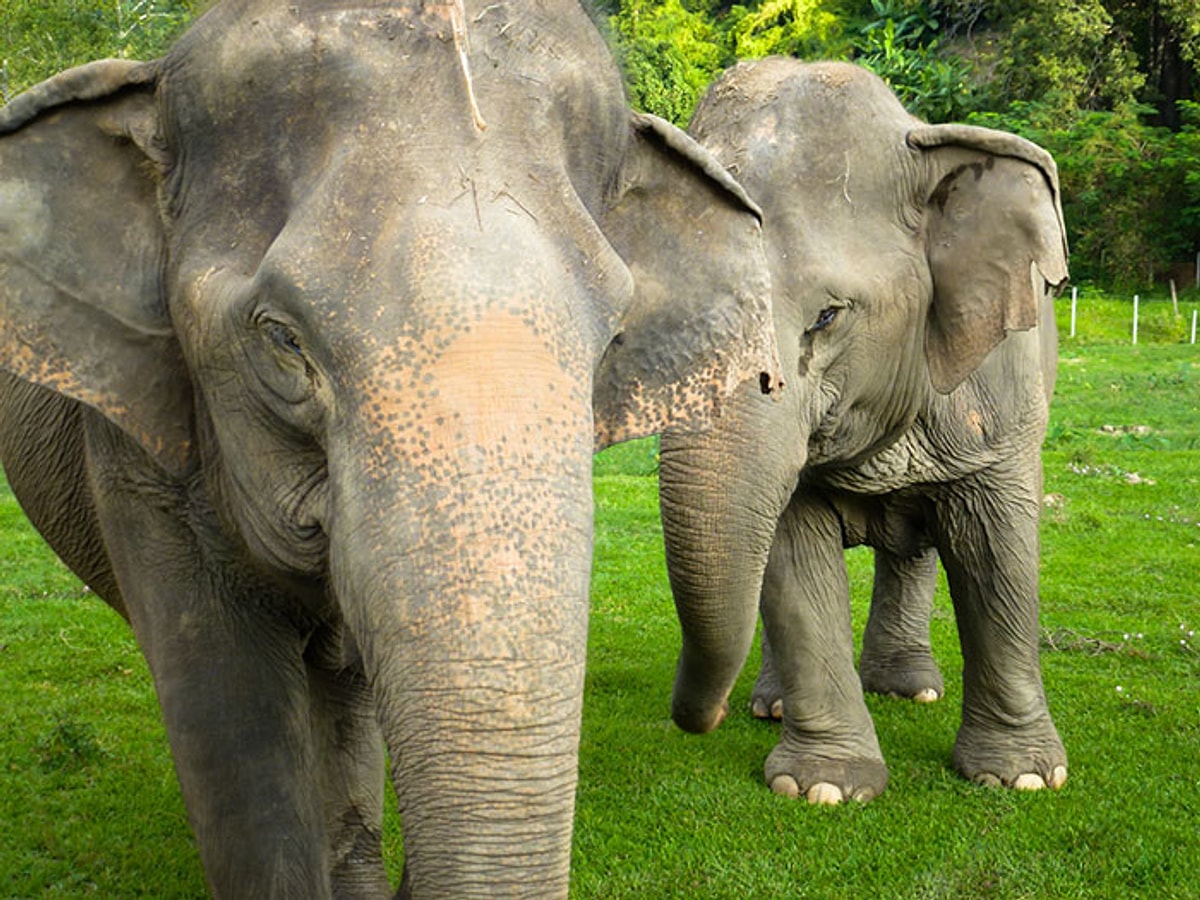 Слониха 1. Elephant nature Park Тайланд.