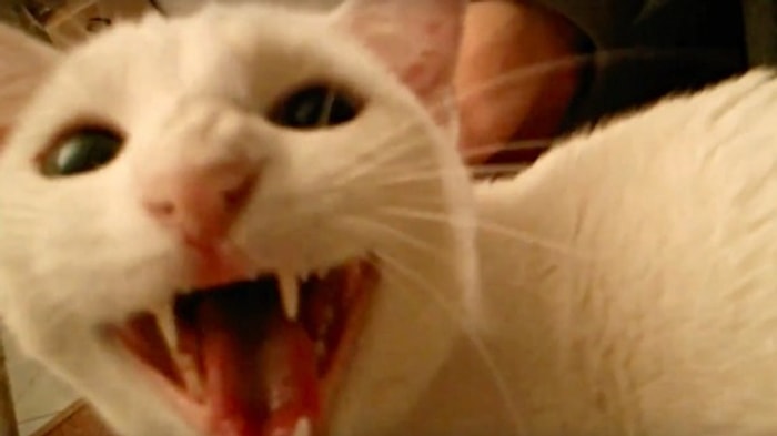 "Acıktın mı?" Sorusunu Duyunca Dile Gelen Minnoş