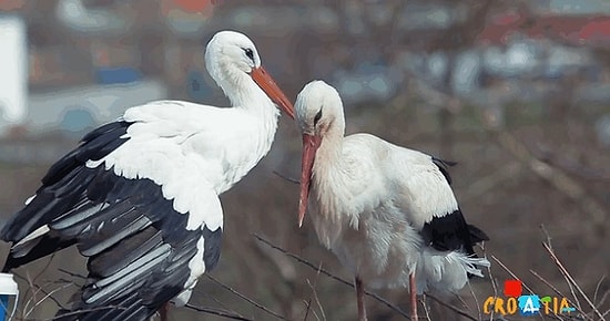 Преданный аист возвращается к возлюбленной вот уже 15 лет