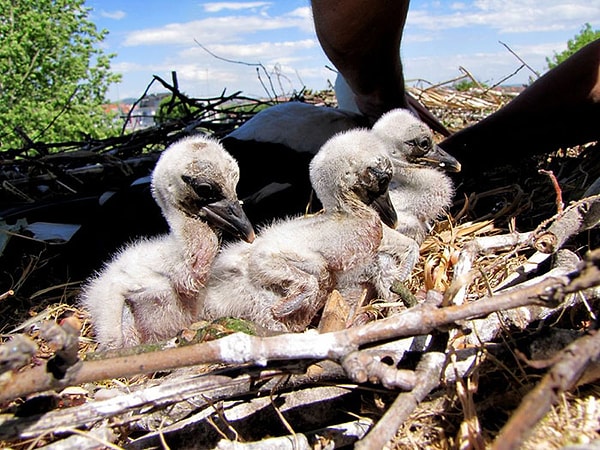5. На крыше которого гнездятся аисты