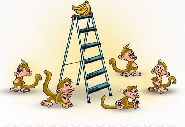 8. Со временем все первые 5 обезьян, которым в свое время пришлось принять холодный душ, были заменены. Остались только те, что не знали душа, но все равно не пытались добыть бананы.