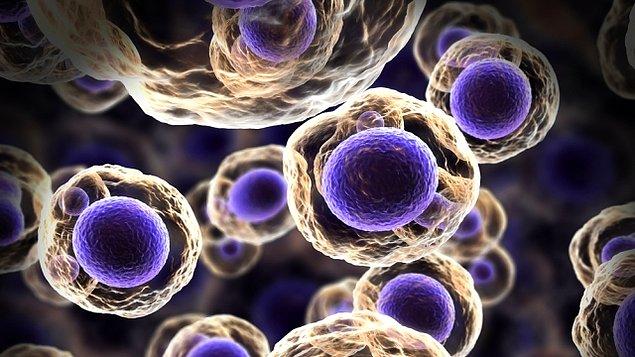 8. Çok Hücreli Yaşam – Büyük Organizmalar