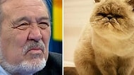 Ünlülere Benzemekle Kalmayıp Hık Demiş Burunlarından Düşmüş 13 Kedi