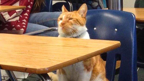 Şaka yapıyoruz sandınız; fakat Bubba gerçekten de her gün okula giden bir kedi!