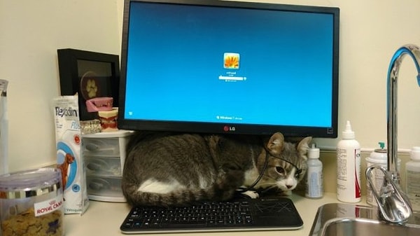 4. А есть и такие, кто не нашел куда спрятаться.