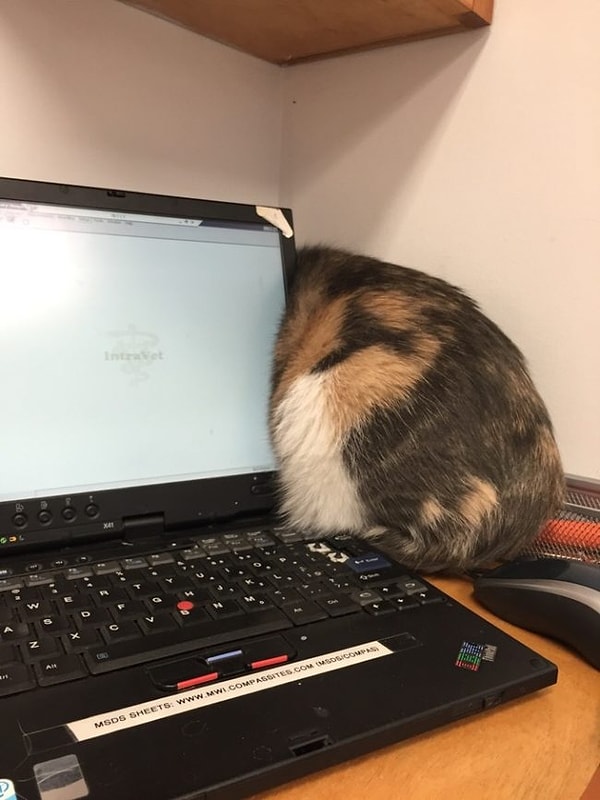 9. "Так и не спрятаться нигде. С завтрашнего дня на диету"