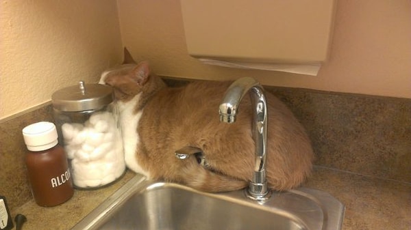 17. "Никуда я не пойду"