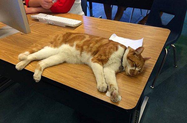 Okuldan, diğer öğrencilerden daha önce mezun olursa yeniden olay yaratacak olan kedi Bubba'ya eğitim hayatında başarılar diliyoruz!