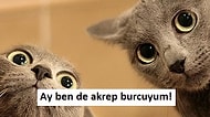 Dev Kedilere Müjde! Burcunuza Göre Nasıl Bir Kedi Olacağınızı Söylüyoruz!
