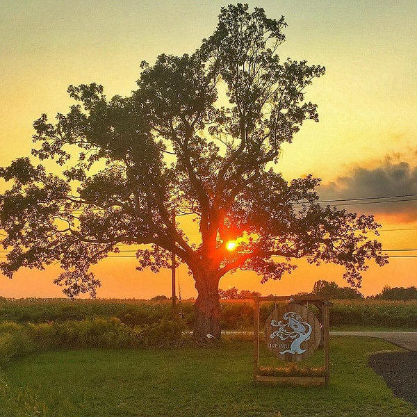 7. Tree House Brewing Co. - Монсон, Массачусетс