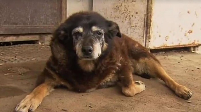 Dünyanın En Yaşlı Köpeği 'Maggie' Aramızdan Ayrıldı