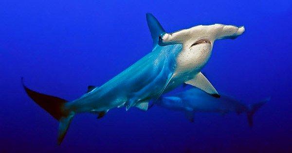10. Çekiç başlı köpekbalıkları