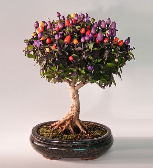 Keske Benim De Bir Tane Olsa Diyeceginiz Hepsi Birbirinden Guzel 39 Bonsai Agaci Onedio Com