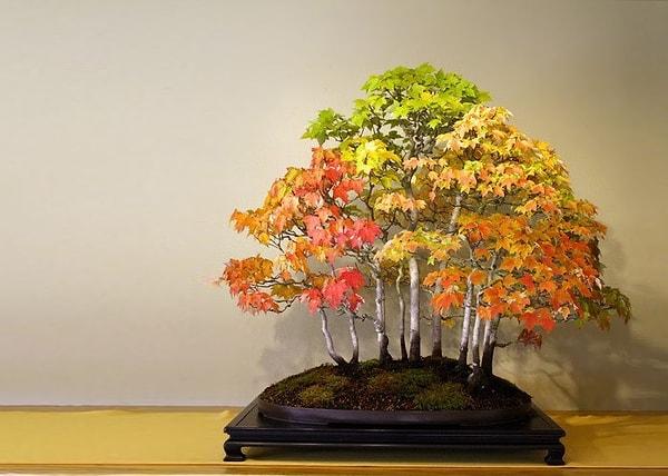 21. Sonbahar renkleriyle bir bonsai ağacı
