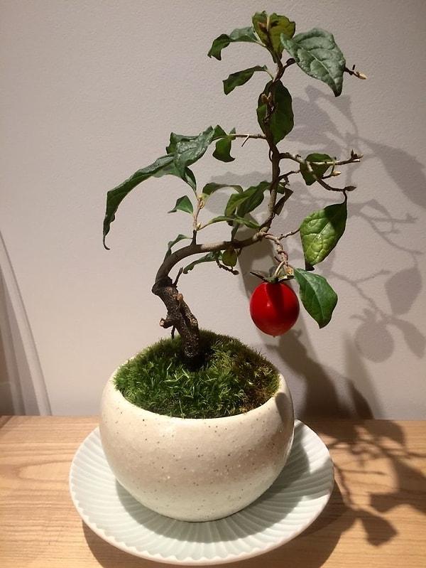36. Persimmon bonsaisi, Kanazawa' daki Higashichaya Geisha bölgesinden satın alınmış