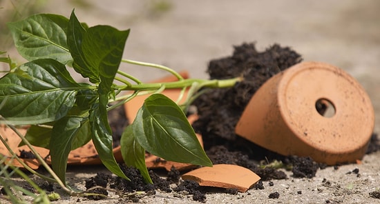 Новая жизнь разбитого цветочного горшка – 8 свежих идей