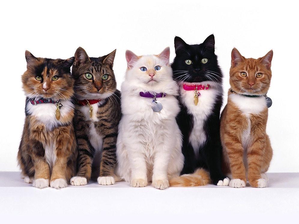Senin Hangi Kedi Irkından Olduğunu Tahmin Ediyoruz!