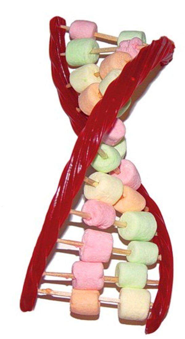 6. Bol Şekerli DNA