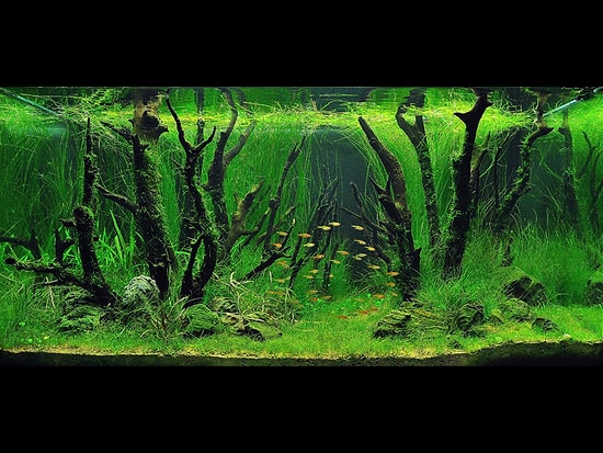 Akvaryumun Sanata Dönüştüğü Alan: "Aquascaping"