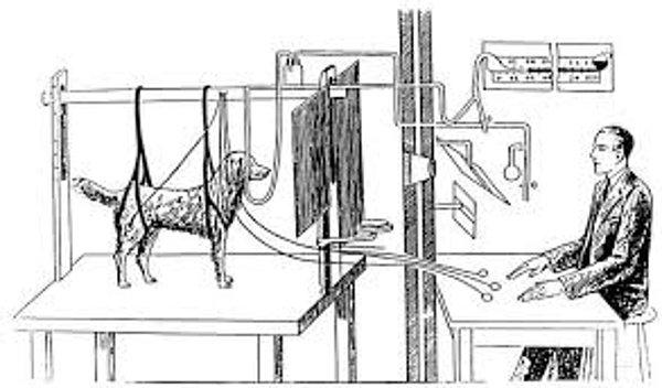 18. Psikolojiye ilk bakış: Şartlı refleks ve Pavlov'un köpeği