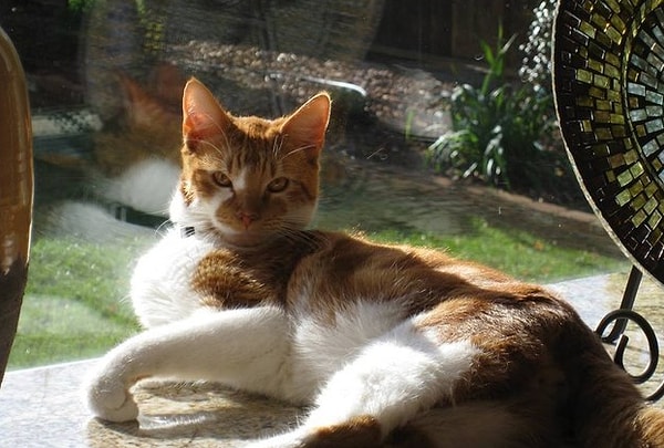 3. До школы кот жил в свое удовольствие где-то в Калифорнии.