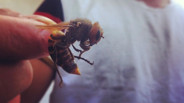 Ölümcül Japon hornets Ölümcül Japon hornets