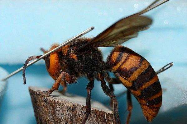 Tarihin gördüğü en zekice savunma taktiklerinden birini uygulayan bu bal arılarının olayı ise şu şekilde gerçekleşiyor: