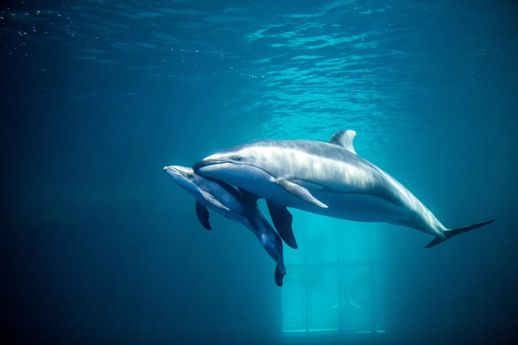 Дельфин И Дельфиненок