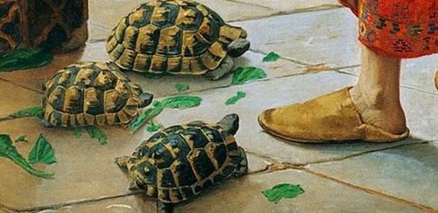 Zeminde ise toplamda beş kaplumbağa görüyoruz. Yeşil yaprakları yiyen bu kaplumbağalar, derviş tarafından eğitilmektedir.