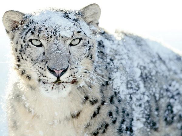 Büyüleyici bir kar leoparıydın!