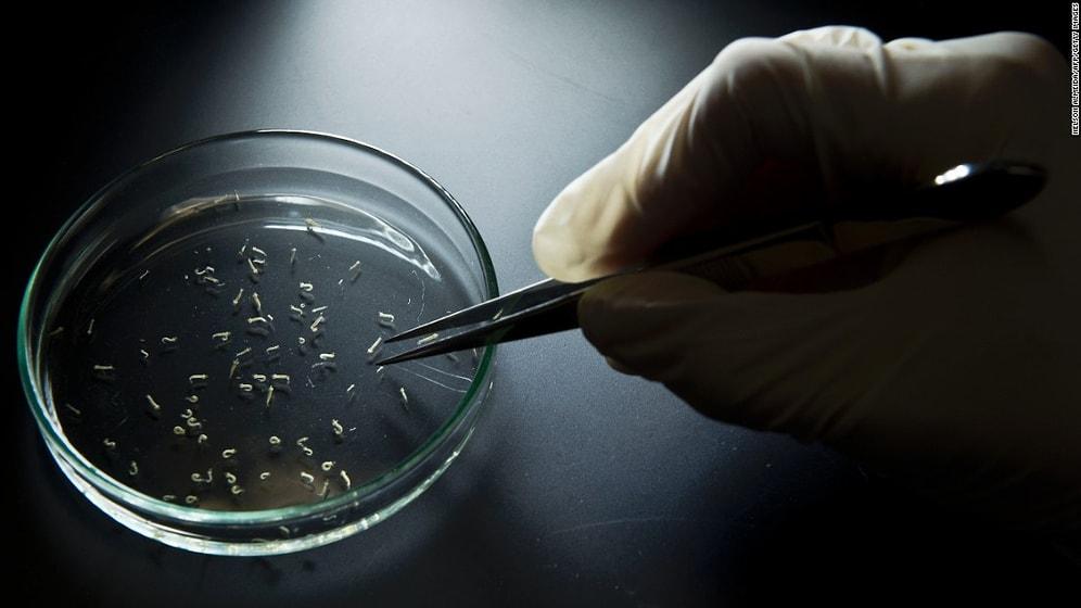 Zika Virüsünde Tehdit Büyük: '2.2 Milyar Kişi Risk Altında'