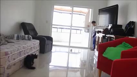 Ev Arkadaşlarıyla Futbol Oynayıp Muhteşem Kurtarışlara İmza Atan Harika Kedi