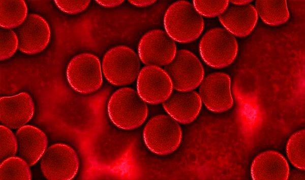 14. Kırmızı kan hücreleri dışında vücudumuzdaki her hücre DNA'ya sahiptir.