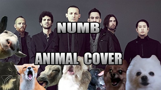 Представим, что песню группы Linkin Park "Numb" исполняют животные