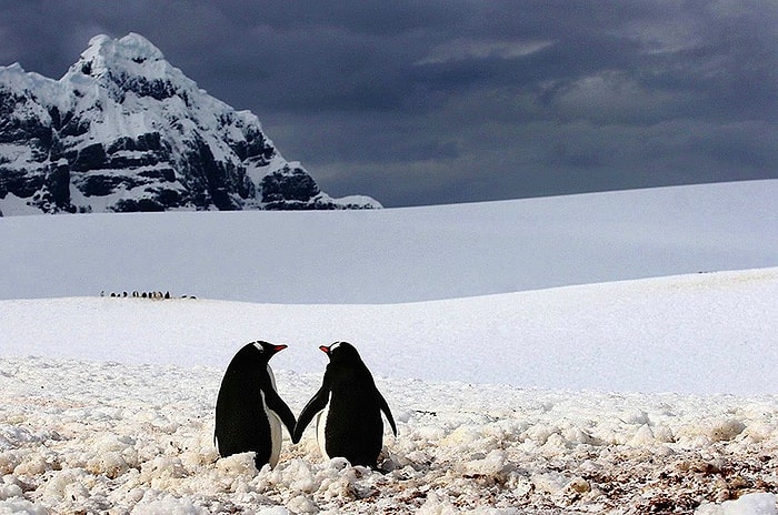 Gezegen Onlarla Daha Neşeli: Bugün 25 Nisan Dünya Penguenler Günü!