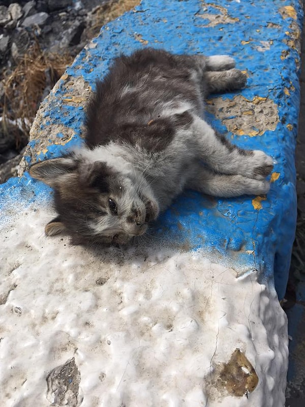 Bu fotoğraflar dün çekildi ve bir kedi sitesinde paylaşıldı. Çok fazla tepki aldı. Belediyeyi arayıp durumu söylediğimizde gerekli önlemlerin alındığını söylüyorlar!