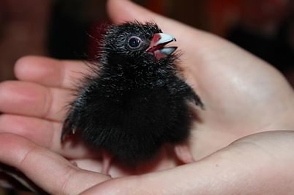 9. "Что я здесь делаю?"