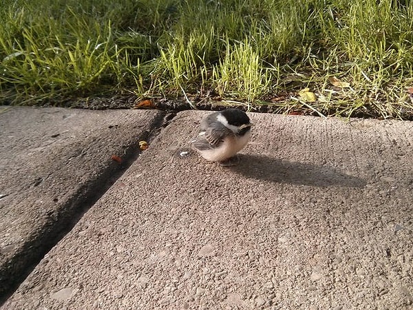 8. Этот как будто обиделся и сказал "bye"