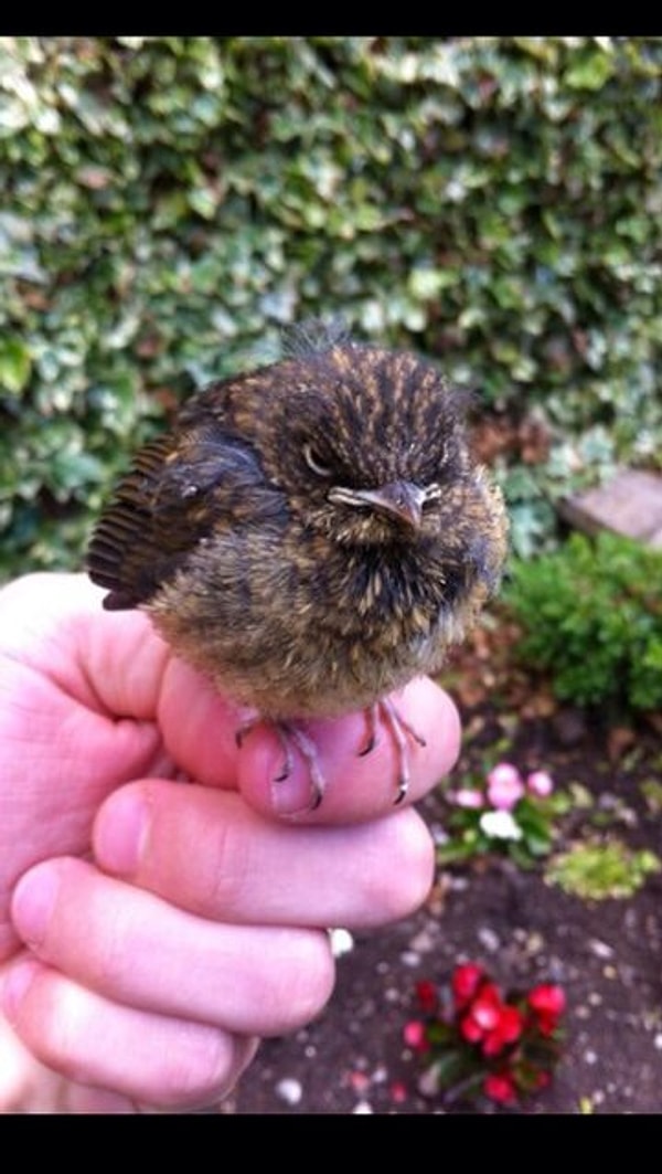 10. Этому абсолютно наплевать на все, включая ваше мнение