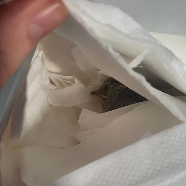 12. Спрятался