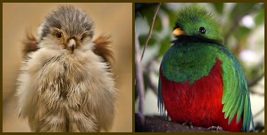16 милых пушистых птенчиков-младенчиков